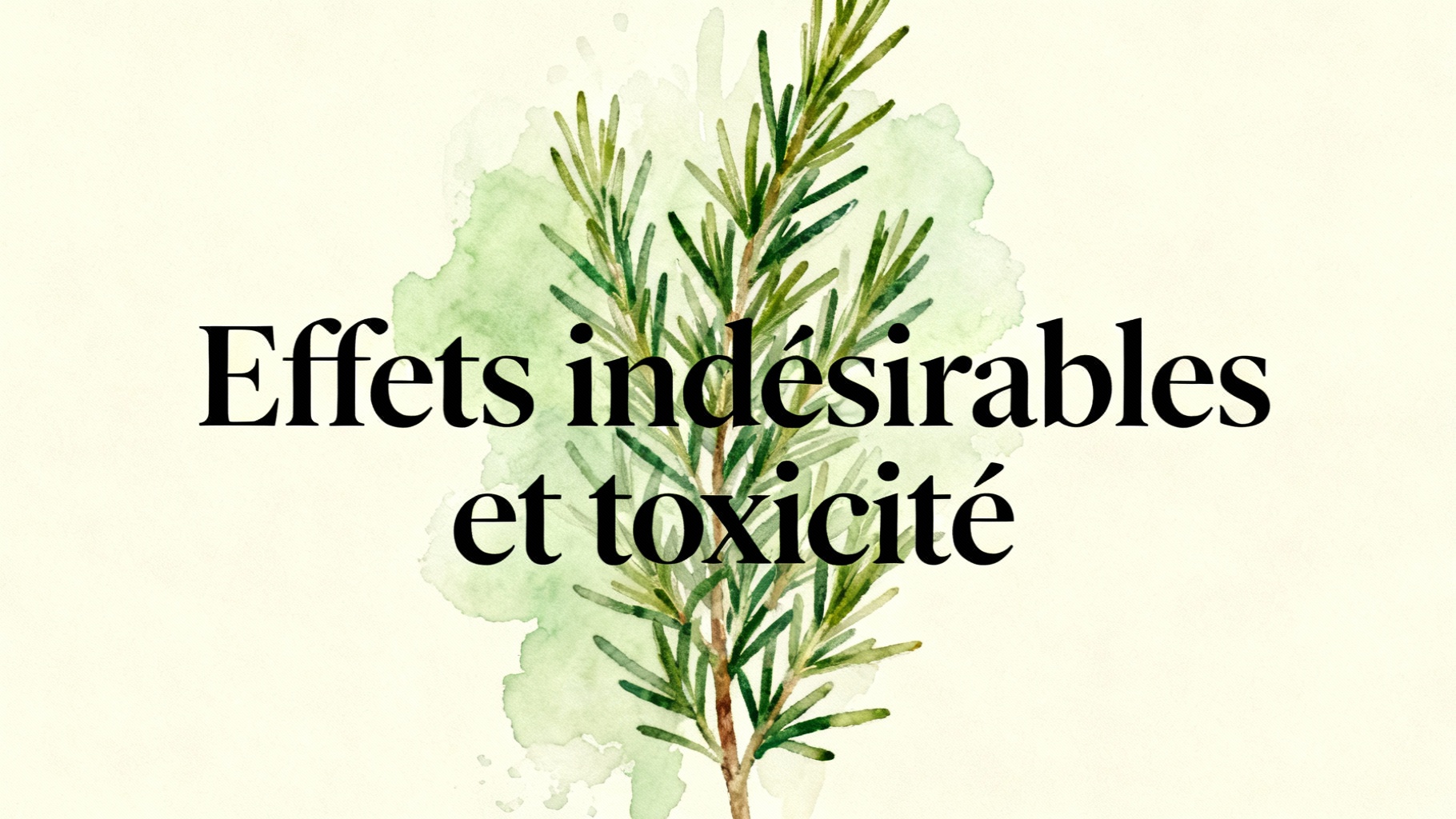 Les méfaits du romarin : ce que vous devez savoir 1 Effets indésirables et toxicité
